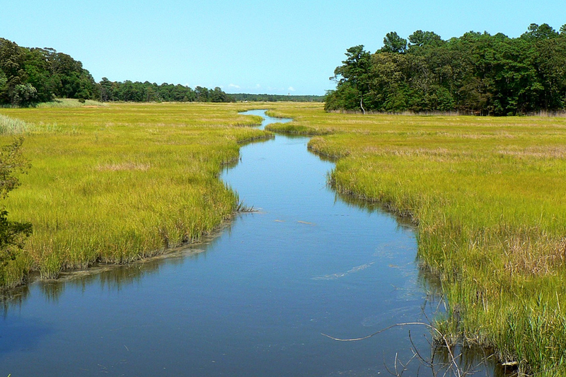 A tidal wetland