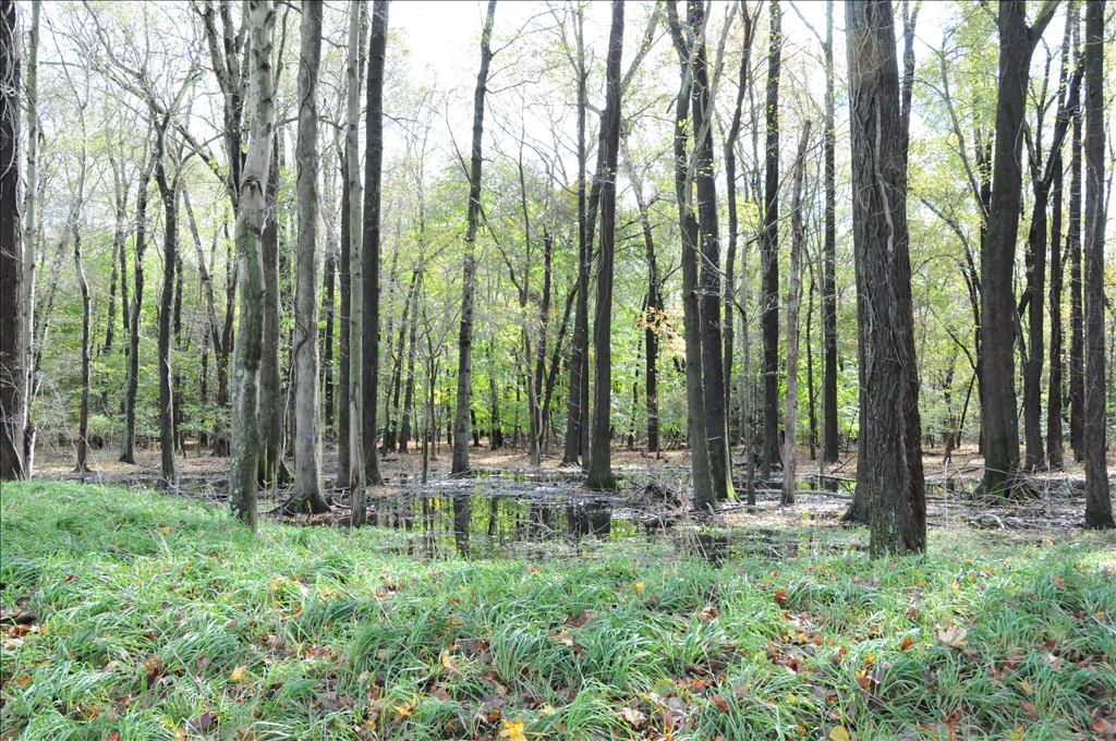 A view of wooded wetlands.
